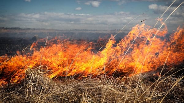 Nu aprindeți iarba și stufărișul! Ce amenzi riscă cetățenii care dau foc la vegetația uscată