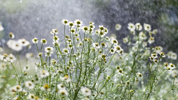 Revin ploile în nordul țării. Câte grade vor indica termometrele