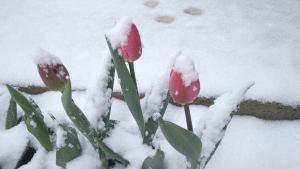 FOTO/ Ninge frumos în mai multe zone ale României