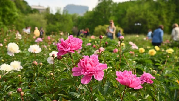 În luna mai, temperatura medie lunară a aerului va fi peste valorile normei