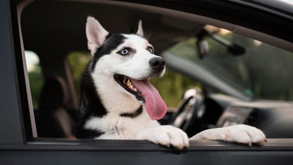 Bine de știut! Prin ce posturi vamale puteți introduce animalele de companie în R. Moldova