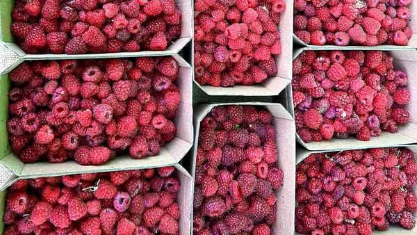 Zmeură aromată, petale de trandafir uscate și socată: Ce târguri autohtone găzduiește capitala în acest weekend