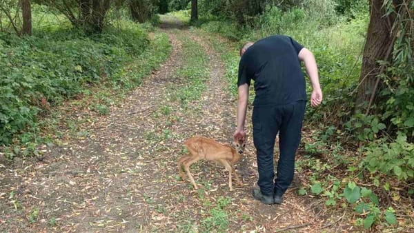 FOTO/ Inspectorii de mediu au salvat două căprioare. Erau ținute în captivitate în raionul Nisporeni