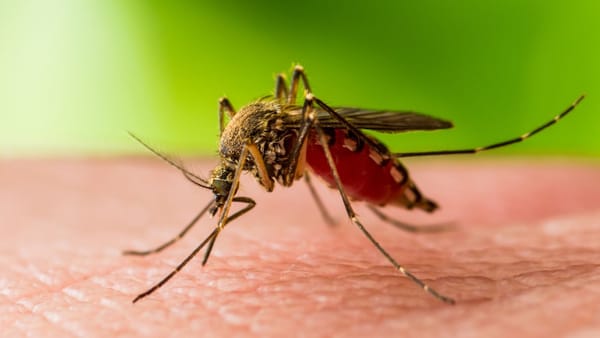 În R. Moldova a fost înregistrat un caz de infecție cu virusul West Nile