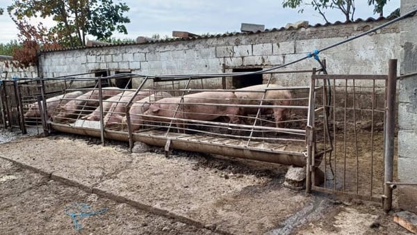 Abatoarele și exploatațiile de creștere și întreținere a animalelor, în vizorul ANSA. Neconformitățile depistate