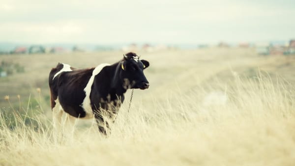 În raionul Anenii Noi a fost depistat un caz de rabie la o bovină. Ce spun autoritățile de resort