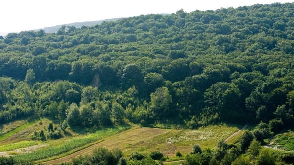 R. Moldova se împrumută de la Uniunea Europeană cu 200 de milioane de euro pentru împădurire