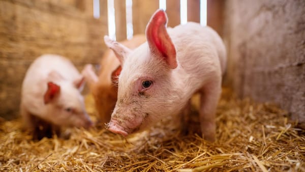 Timp de zece zile, în R. Moldova au fost înregistrate nouă focare noi de pestă porcină africană