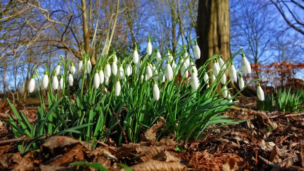 Soare și temperaturi primăvăratice. Cum va fi vremea pe 5 martie
