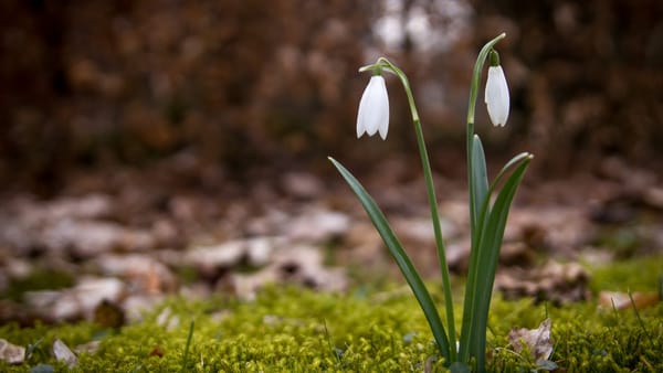 Cer variabil și maxime de +19 grade. Prognoza meteo pentru 10 martie