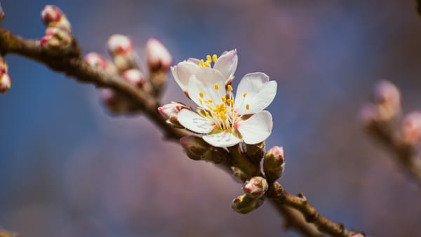 Cer variabil și maxime de +18 grade Celsius. Prognoza meteo pentru 31 martie