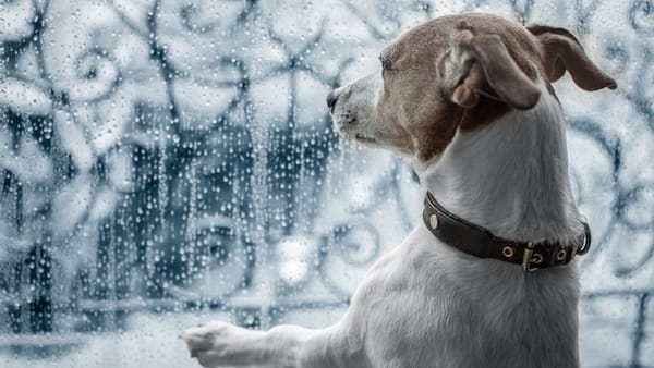 Ploi slabe și vânt puternic. Prognoza meteo pentru ziua de duminică, 23 martie