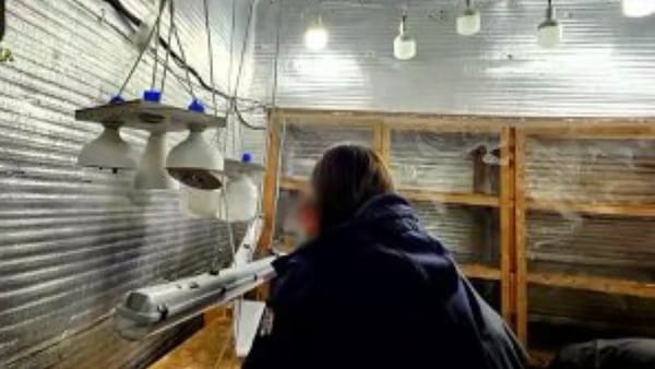 VIDEO/ Rețea de trafic de droguri, destructurată la Orhei. Două persoane au fost reținute pentru 30 de zile
