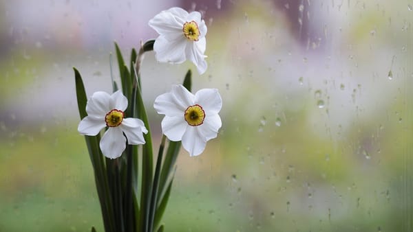 Meteorologii prognozează vreme posomorâtă și ploi slabe. Câte grade se vor înregistra pe 2 aprilie