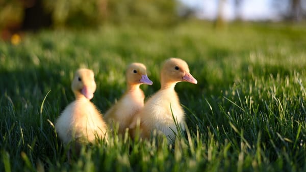 Vreme caldă, cu maxime de până la +25 de grade Celsius. Prognoza meteo pentru următoarele patru zile