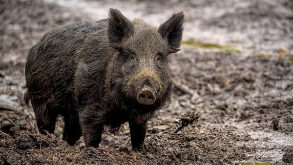 Un focar de pestă porcină africană la mistreț, confirmat în raionul Briceni. Recomandări pentru cetățeni