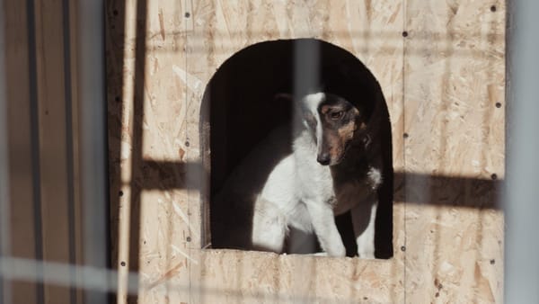 Astăzi este marcată Ziua Internațională a Animalelor fără Stăpân. Cum o putem sărbători frumos