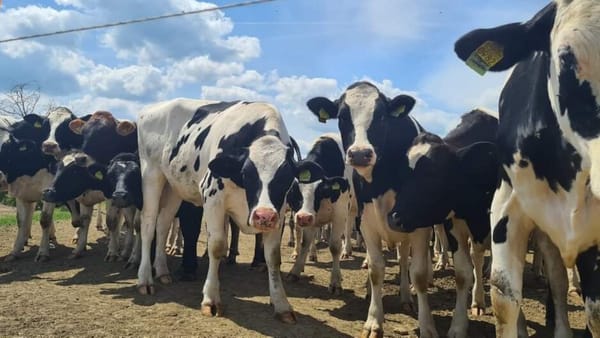 Agenția Națională pentru Siguranța Alimentelor adoptă primele măsuri împotriva febrei aftoase