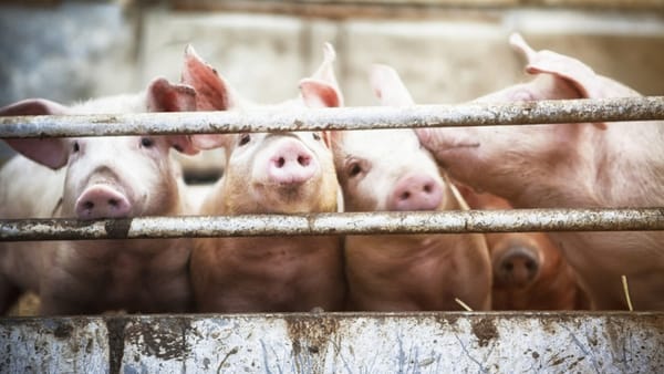 Două focare de pestă porcină africană și un caz de rabie, înregistrate în țară. Măsurile luate de autorități