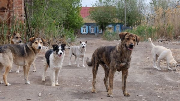 Crește numărul moldovenilor atacați de animale. Țara noastră are în stoc peste 1.000 de doze de vaccin antirabic