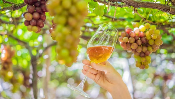 SUA anulează finanțarea de 6 milioane de dolari destinată promovării vinului și turismului în R. Moldova