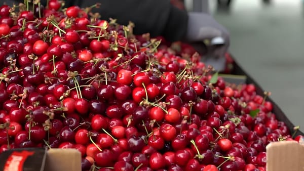 La Piața Centrală din capitală, un kilogram de cireșe costă până la 150 de lei. Ce spun cumpărătorii