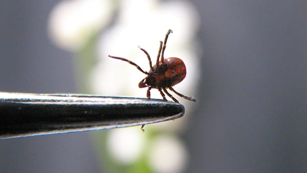 De la începutul anului, în R. Moldova au fost înregistrate 12 cazuri de infectare cu boala Lyme