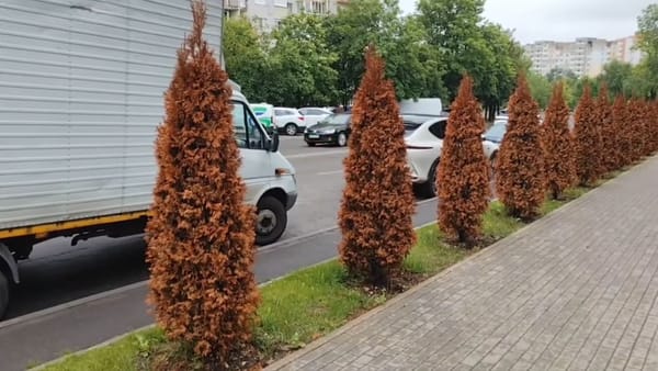 Zeci de arbori de tuia din sectorul Ciocana s-au uscat. Ion Ceban, despre concluzia expertizei: „Au fost otrăviți”