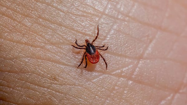 Cum recunoaștem mușcătura de căpușă și ce metode de tratament recomandă specialiștii în sănătate