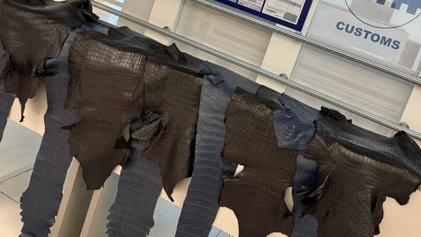 Tentativă de contrabandă cu piei de crocodil pe aeroportul din Chișinău. Bunurile, transmise la expertiză