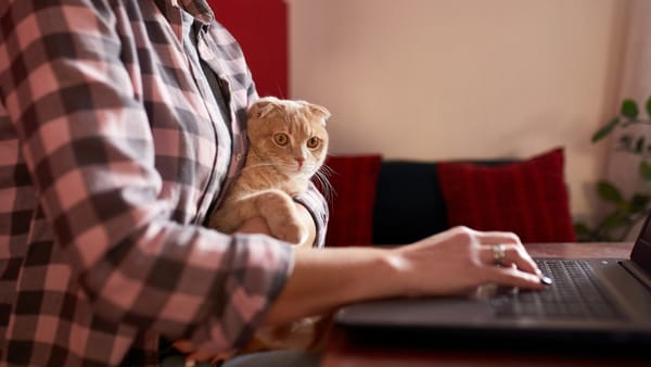 Freelancerii din R. Moldova vor putea activa în baza unui regim fiscal simplificat. Proiect votat de Guvern