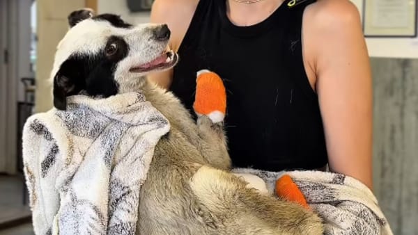 Polițiștii au reținut doi suspecți în cazul cățelului căruia i-au fost retezate toate lăbuțele și coada