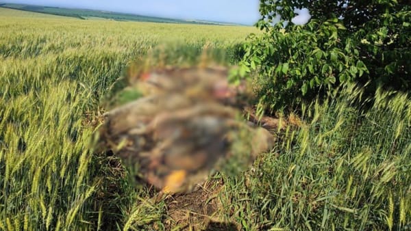 Focar de pestă porcină în nordul țării. Raioanele Drochia și Rîșcani au fost plasate în carantină