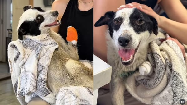 Cruzime de nedescris în raionul Hîncești. Unui cățeluș i-au fost tăiate toate lăbuțele și codița