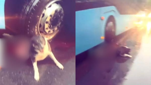 Șoferul unui autobuz ar fi călcat intenționat un câine. Apărătorii animalelor solicită implicarea autorităților