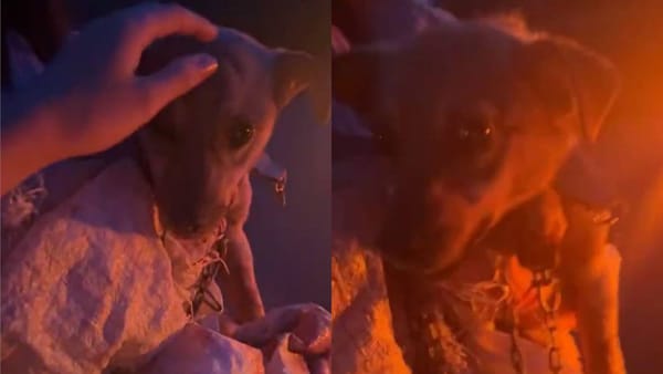 O cățelușă din Ialoveni ar fi fost legată cu un lanț și târâtă de o motocicletă. Ce spune Poliția