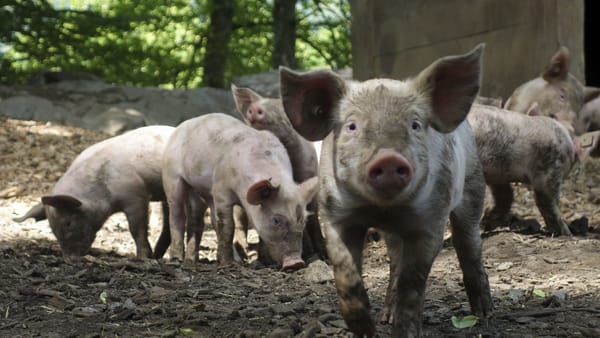 „Vă încurajăm să fiți vigilenți”. ANSA avertizează despre creșterea falsurilor privind pesta porcină