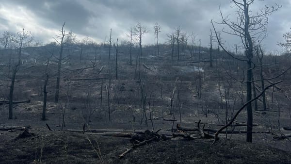 Incendiu de proporții în satul Copanca, raionul Căușeni. Au ars zece hectare de vegetație, inclusiv trei de pădure
