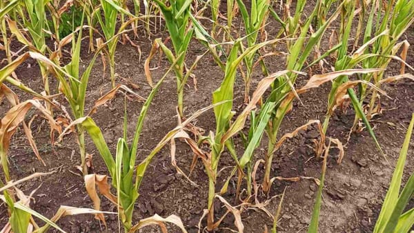 Încă un raion din sudul țării solicită declararea stării de urgență în agricultură