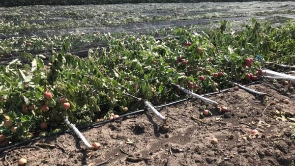 Ploile torențiale din ultimele zile au distrus zeci de hectare de livezi și culturi agricole. Soroca - cel mai afectat raion