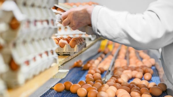 În prima jumătate a anului curent, producătorii din R. Moldova a exportat aproape 11 milioane de ouă către UE