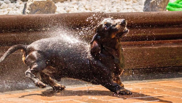 Canicula cedează în nordul țării. Sudul R. Moldova și unele raioane din centru - sub cod galben