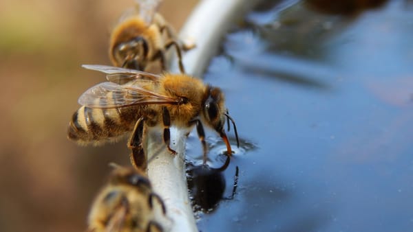 Atenție la albine și viespi! Săptămâna trecută, șapte persoane au suferit șoc anafilactic de la înțepături