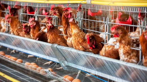 Exporturile moldovenești de carne și ouă pe piața UE - în continuare modeste. Explicația autorităților