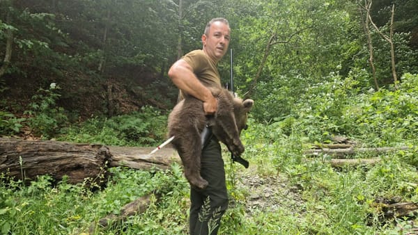 A fost găsit unul dintre cei trei pui ai ursoaicei împușcate săptămâna trecută pe Transfăgărășan