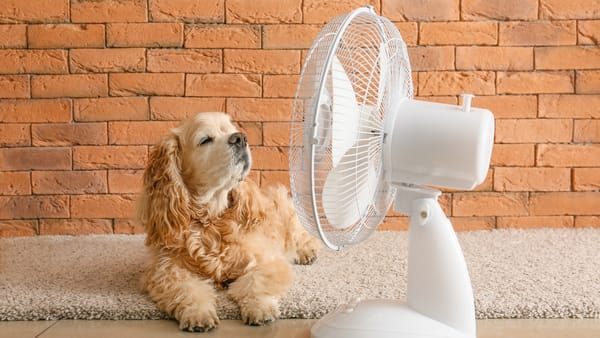 Codul galben de caniculă, extins și pentru ziua de 5 august. Sunt prognozate maxime de +35°C