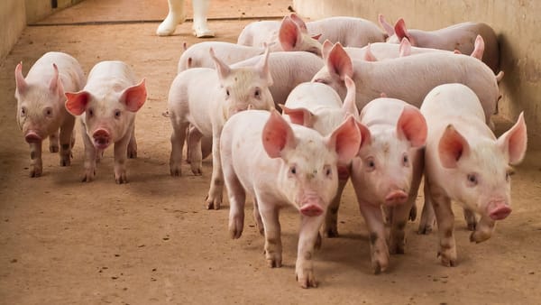 Pe teritoriul R. Moldova au fost înregistrate patru focare de pestă porcină africană și unul de rabie