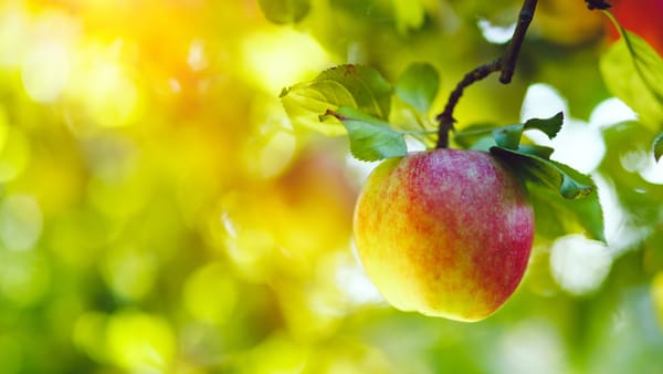 Vreme frumoasă și maxime de +31 de grade Celsius. Prognoza meteo pentru ziua de 8 august