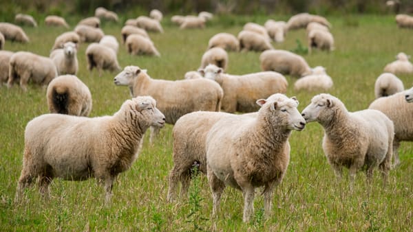 Astăzi este ultima zi în care crescătorii de oi și capre pot solicita plăți directe per cap de animal