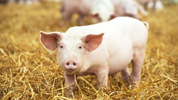 În raioanele Rîșcani și Leova au fost depistate trei focare de pestă porcină africană
